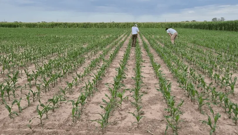 maiz-monitoreo-agronomos-chicharrita