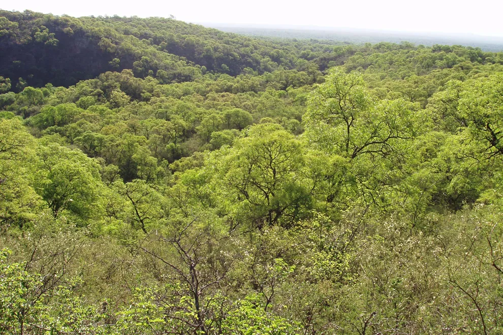 Relevamiento-de-bosque-nativo-1